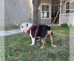 Small #6 English Bulldog