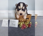 Small Photo #3 Siberian Husky Puppy For Sale in GAFFNEY, SC, USA