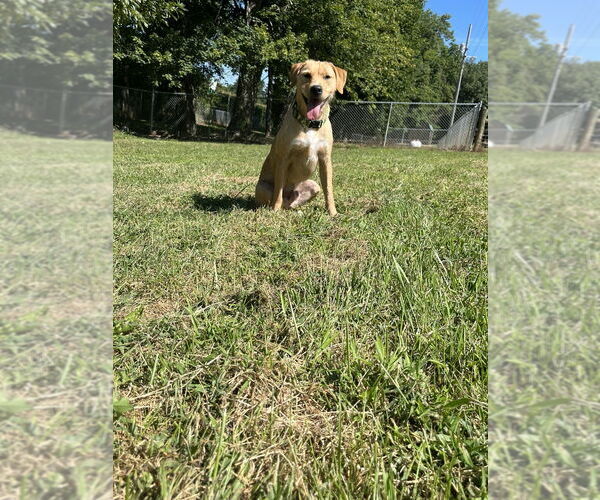 Medium Photo #6 Chihuahua-Unknown Mix Puppy For Sale in Osgood, IN, USA