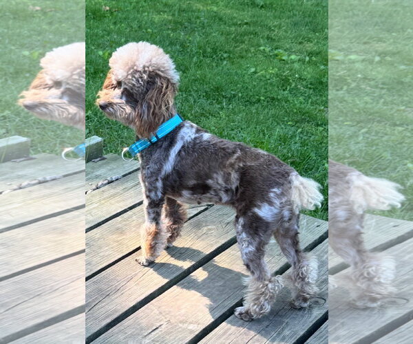 Medium Photo #1 Poodle (Toy) Puppy For Sale in Marine City, MI, USA