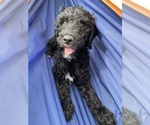 Puppy Fennel Goldendoodle