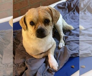 Puggle Dogs for adoption in Meridian, MS, USA