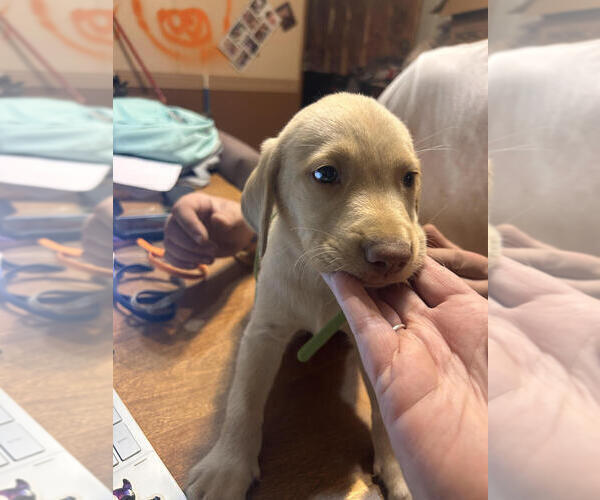 Medium Photo #1 Labrador Retriever Puppy For Sale in ROLLA, MO, USA