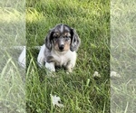 Small #1 Dachshund