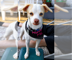 Chihuahua-Unknown Mix Dogs for adoption in Cranston, RI, USA