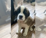 Puppy Aether Saint Bernard