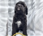Small Photo #3 Bernedoodle Puppy For Sale in WINTER, WI, USA