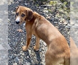 Redbone Coonhound-Unknown Mix Dogs for adoption in Boonton, NJ, USA