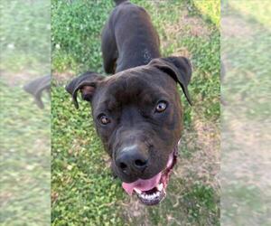 Mutt Dogs for adoption in Tulsa, OK, USA