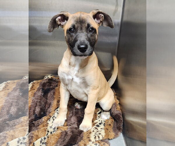 Medium Photo #4 Black Mouth Cur-Unknown Mix Puppy For Sale in Clinton, OK, USA