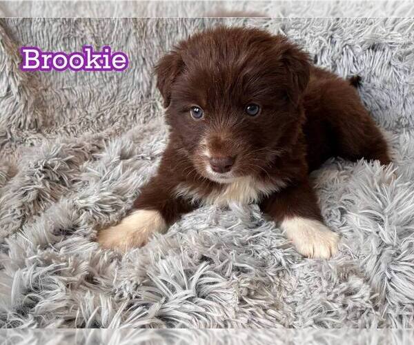 Medium Photo #1 Border Collie-Unknown Mix Puppy For Sale in New York, NY, USA