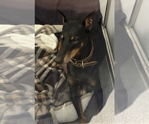 Doberman Pinscher Dogs for adoption in Glen Allen, VA, USA