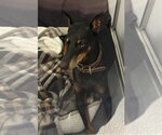 DA 27 Saadee - Female Doberman Pinscher Dog for Adoption - Small photo