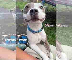 American Pit Bull Terrier-Unknown Mix Dogs for adoption in Binghamton, NY, USA