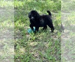 Image preview for Ad Listing. Nickname: Marlee