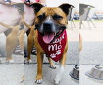 Small #1 Boxer-Staffordshire Bull Terrier Mix
