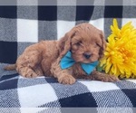 Small #10 Cocker Spaniel-Poodle (Miniature) Mix