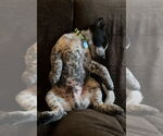Small #3 Australian Shepherd Mix