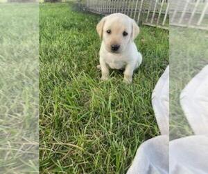 Labrador Retriever Puppy for sale in DELHI, IA, USA