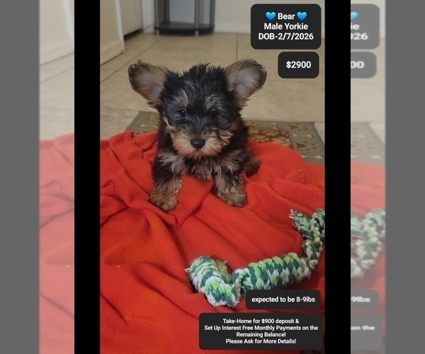 Medium Photo #1 Yorkshire Terrier Puppy For Sale in TUCSON, AZ, USA