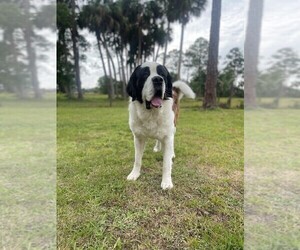 Father of the Saint Bernard puppies born on 03/12/2025