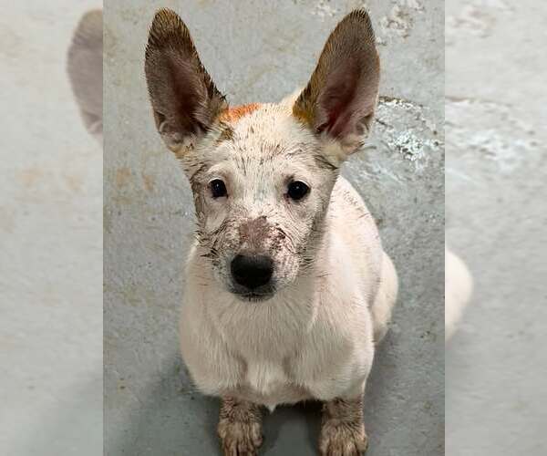 Medium Photo #3 Mutt Puppy For Sale in pomfret, CT, USA