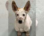 Small #2 Mutt