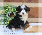 Small #2 Bernedoodle (Miniature)