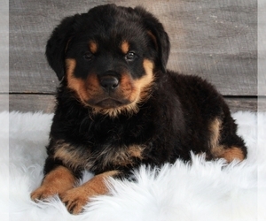 Rottweiler Puppy for sale in FREDERICKSBURG, OH, USA