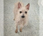 Small #2 Chihuahua Mix