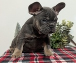 Small Photo #24 French Bulldog Puppy For Sale in GOSHEN, IN, USA