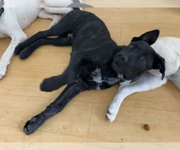 Medium Photo #4 Shepradors Puppy For Sale in Davis, CA, USA