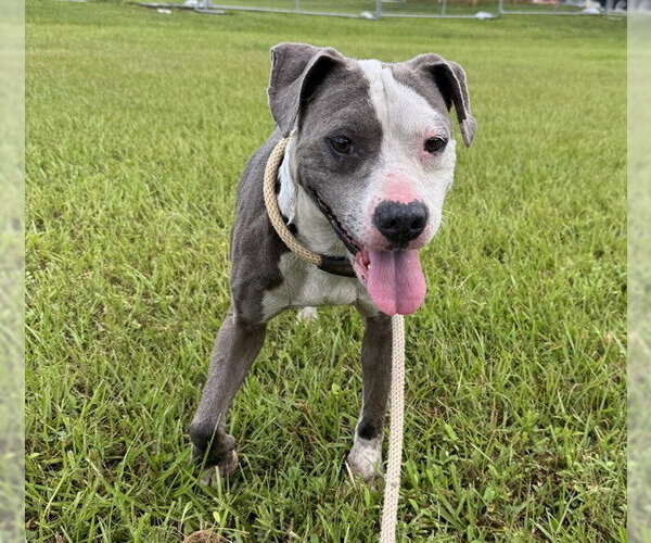 Medium Photo #1 American Staffordshire Terrier Puppy For Sale in Fort Lauderdale, FL, USA