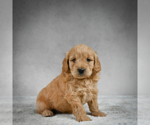 Goldendoodle Puppy for sale in ITASCA, TX, USA