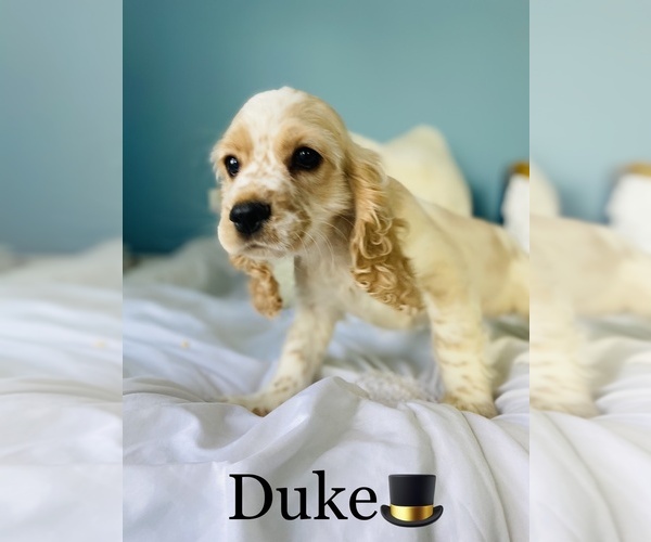 Medium Photo #2 Cocker Spaniel Puppy For Sale in COOKEVILLE, TN, USA