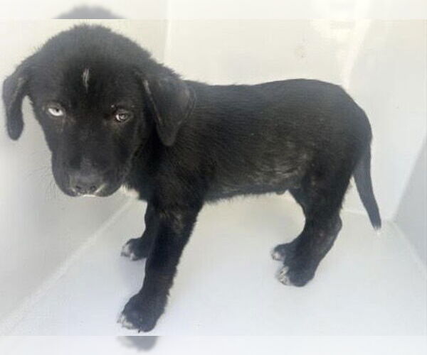 Medium Photo #2 Labrador Retriever Puppy For Sale in Houston, TX, USA