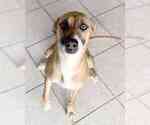 Small Photo #2 German Shepherd Dog-Rhodesian Ridgeback Mix Puppy For Sale in ALBUQUERQUE, NM, USA