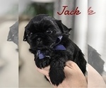 Small Photo #2 Shih Tzu Puppy For Sale in BUFORD, GA, USA