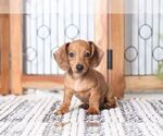 Small Photo #4 Dachshund Puppy For Sale in NAPLES, FL, USA