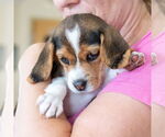 Small #2 Beagle