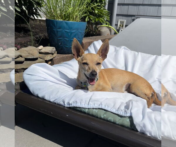 Medium Photo #22 Chihuahua Puppy For Sale in Oakhurst, NJ, USA