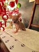 Small Photo #1 Chihuahua Puppy For Sale in LONDON, KY, USA
