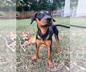Luther - Male Chihuahua-Unknown Mix Dog for Adoption - Photo #2
