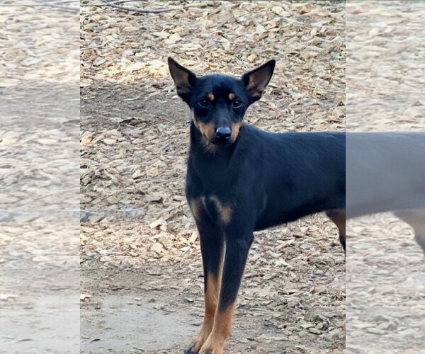 Medium Photo #5 Miniature Pinscher Puppy For Sale in Bloomingdale, NJ, USA