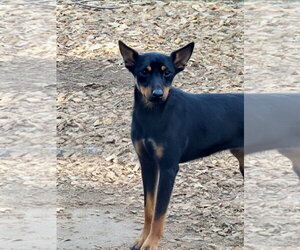 Delmar - Male Miniature Pinscher Dog for Adoption - Photo #5