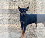 Small #4 Miniature Pinscher