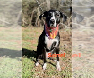 Lab-Pointer Dogs for adoption in Ellijay, GA, USA
