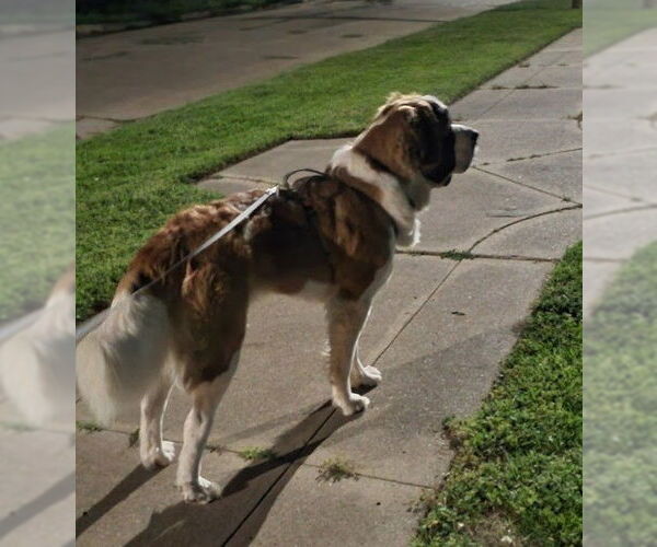 Medium Photo #2 Saint Bernard Puppy For Sale in Winter Park, CO, USA