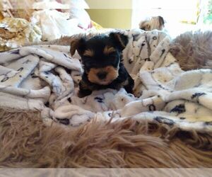 Yorkshire Terrier Puppy for sale in LE ROY, KS, USA