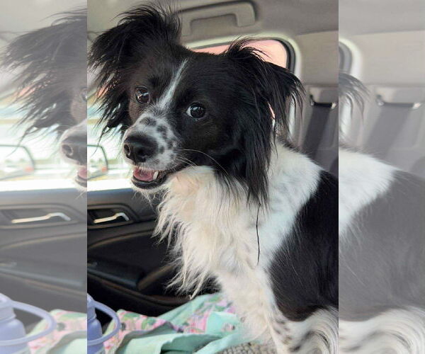 Medium Photo #3 Chion Puppy For Sale in La Verne, CA, USA